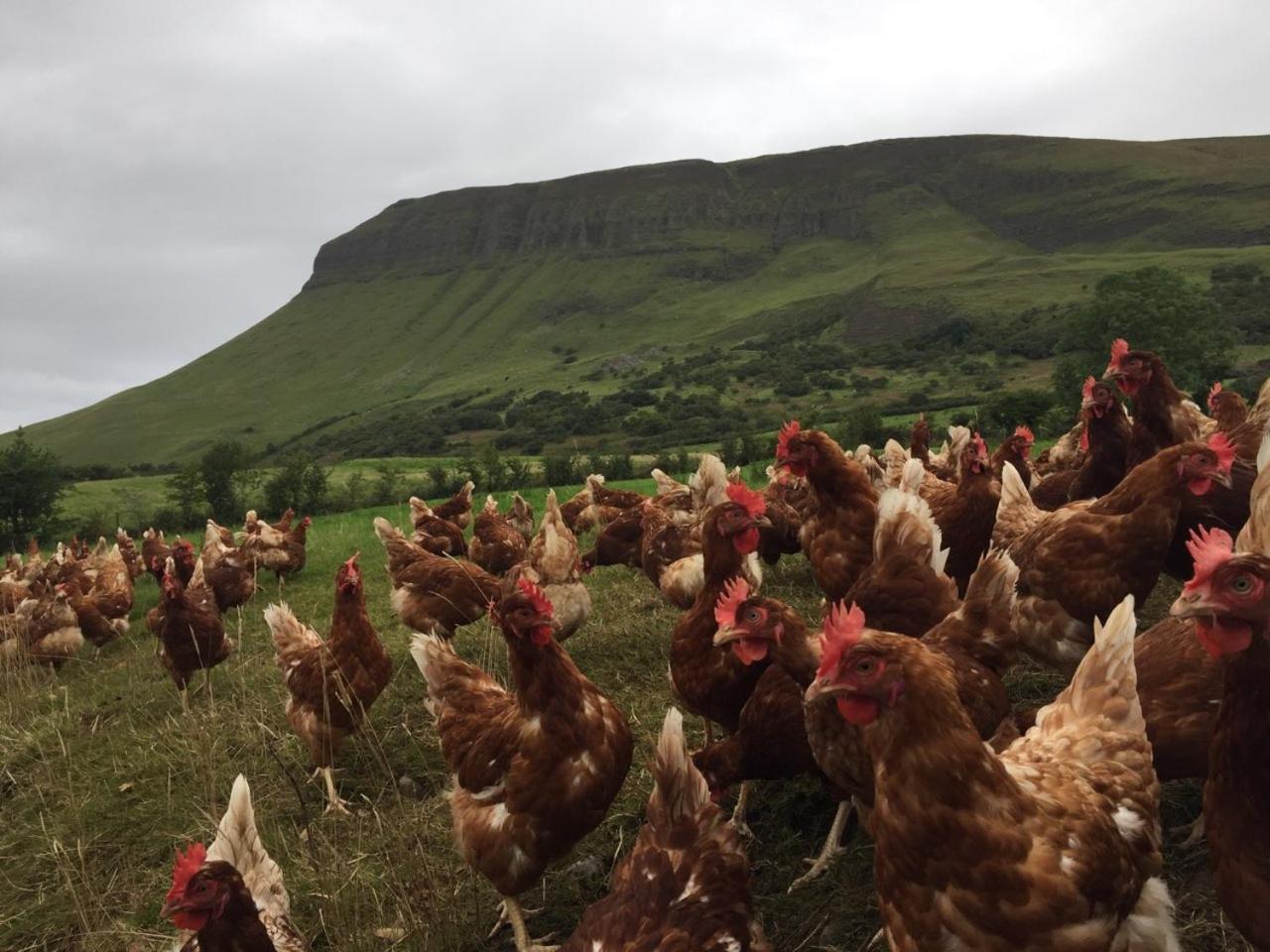 Drumcliff Benbulben Farmhouse B&B מראה חיצוני תמונה